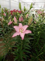 [4342 Sheila 2N VZ No01.JPG]